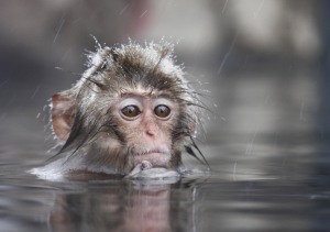 Animal-pictures-monkey-wallpapers-hd-photos-monkey-wallpaper-28